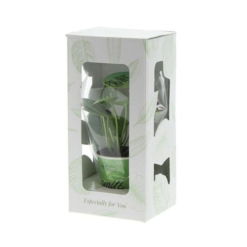 Plante Smylie petite - image 2